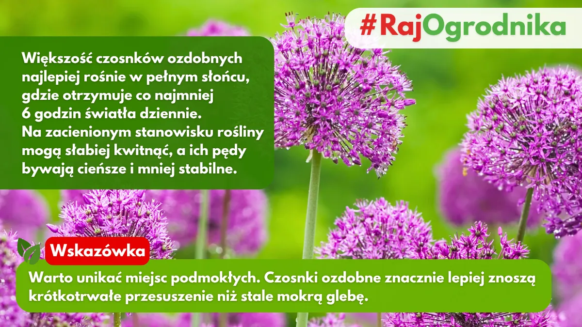 Gdzie sadzić czonaki ozdobne w ogrodzie blog sklep rajogrodnika